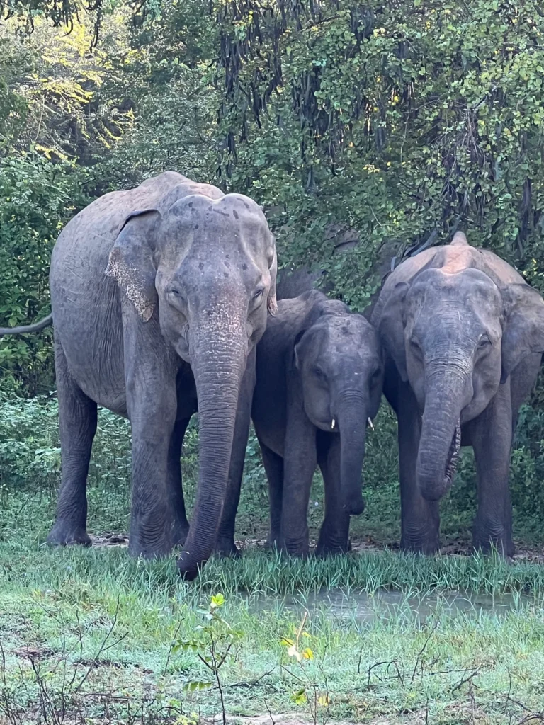 elephants in Sri Lanka